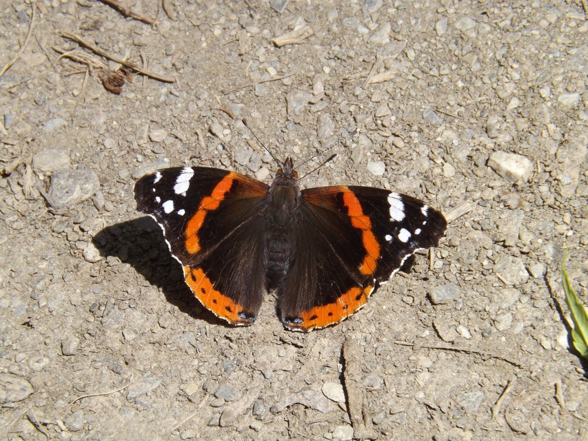 Vanessa atalanta - atalantalepke