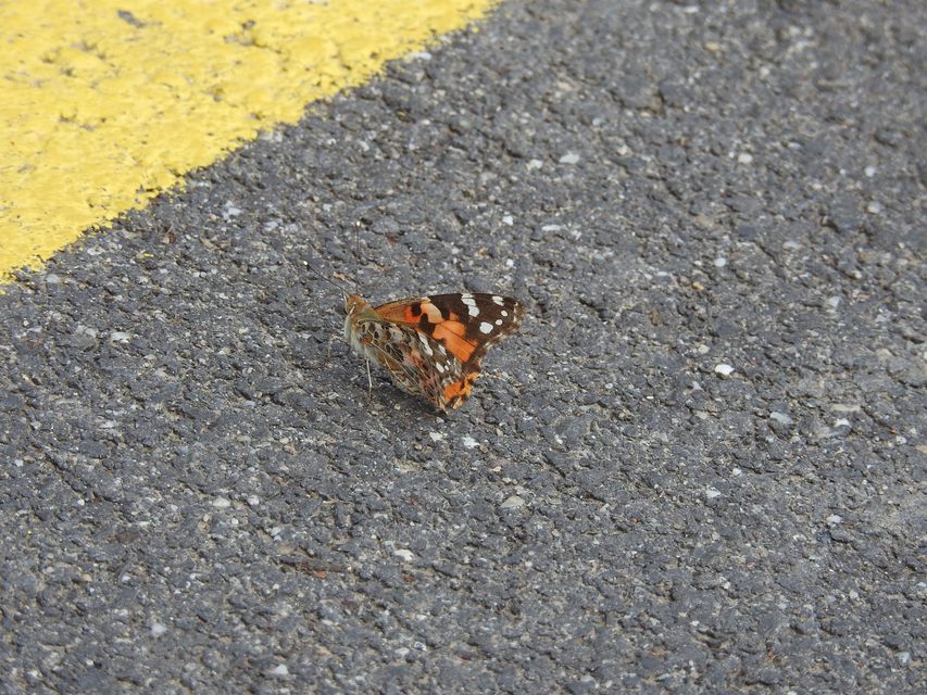 Vanessa cardui - bogáncslepke