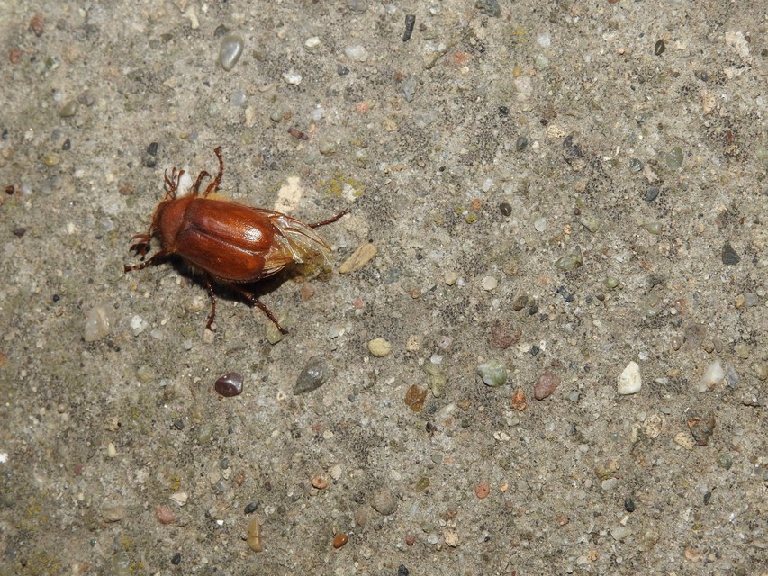 Holochelus aequinoctialis - tavaszeleji cserebogár