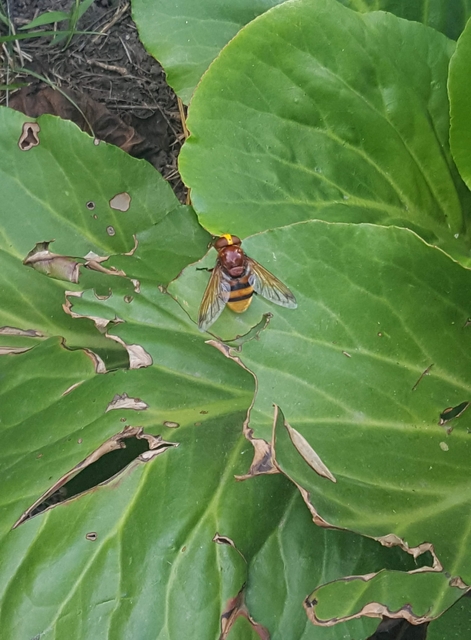 Volucella zonaria - kétöves pihelégy