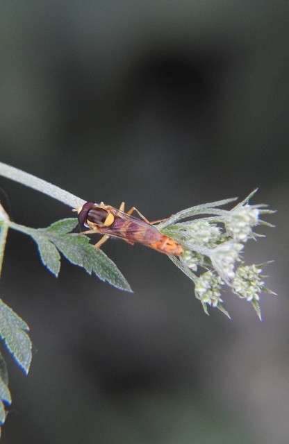 Sphaerophoria scripta - tarka darázslégy