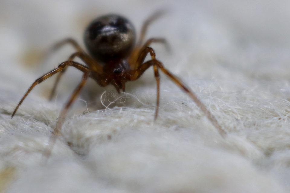 Steatoda triangulosa - háromszöges faggyúpók
