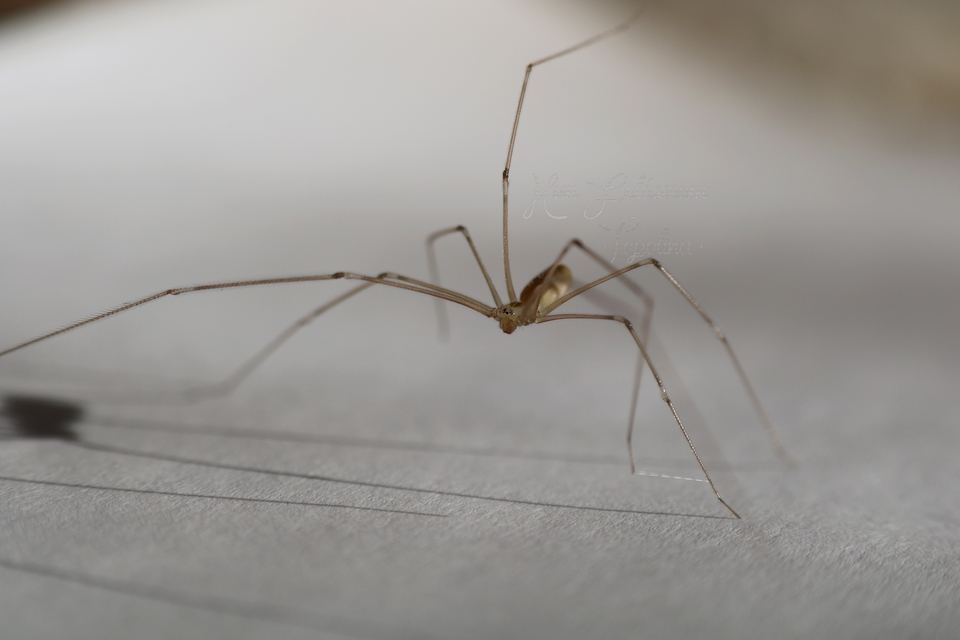Pholcus phalangioides - nagy álkaszáspók