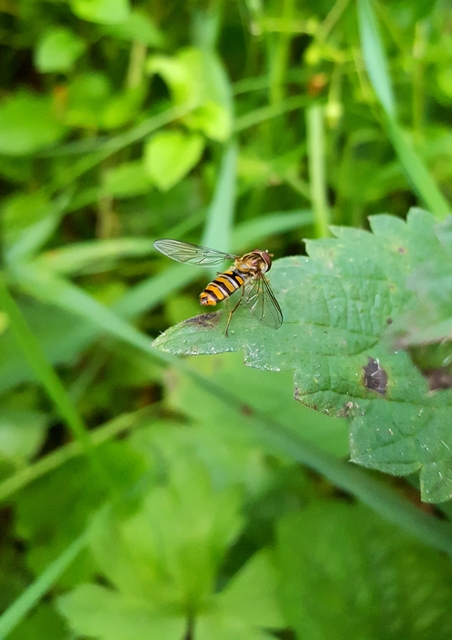 Episyrphus balteatus - ékfoltos zengőlégy