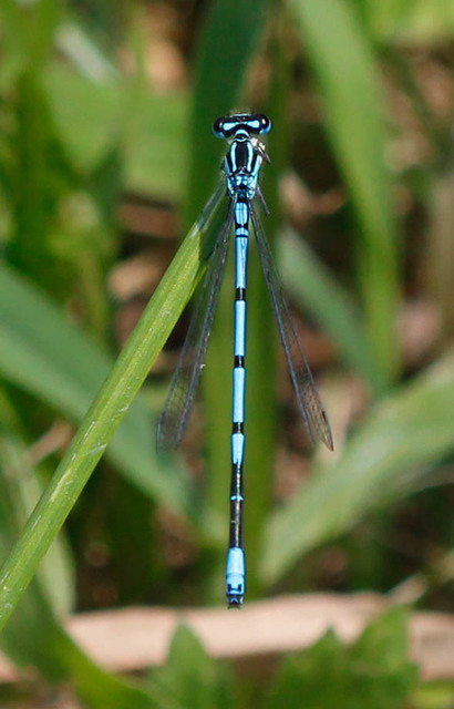 Coenagrion puella - azúrkék légivadász