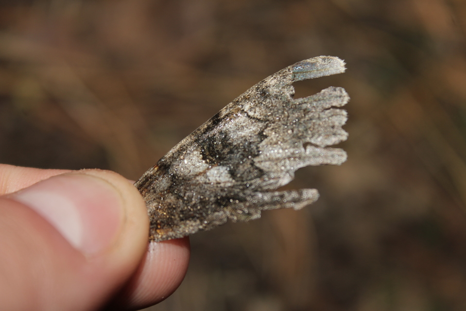 Catocala nupta - piros övesbagoly