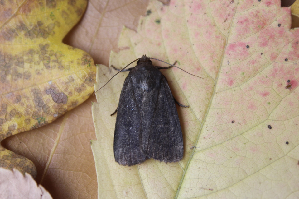 Amphipyra livida - zsírfényű bagoly