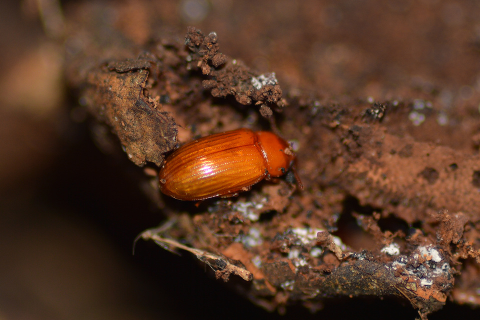 Neomida haemorrhoidalis