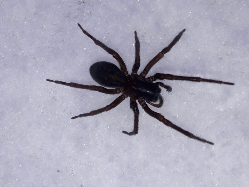 Amaurobius ferox - nagy eretnekpók