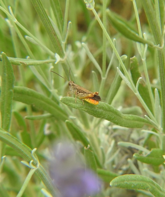 Chorthippus brunneus - közönséges tarlósáska