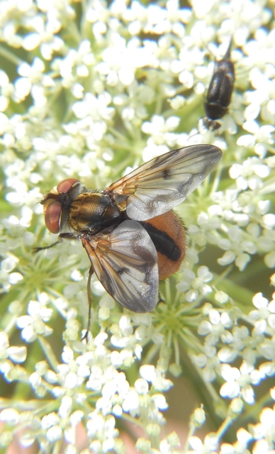 Ectophasia crassipennis - szélespotrohú poloskafürkész