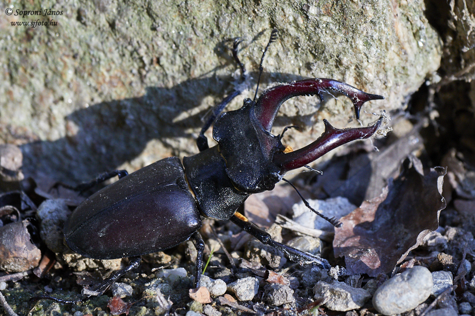 Lucanus cervus - nagy szarvasbogár