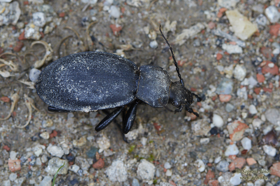 Carabus coriaceus - bőrfutrinka