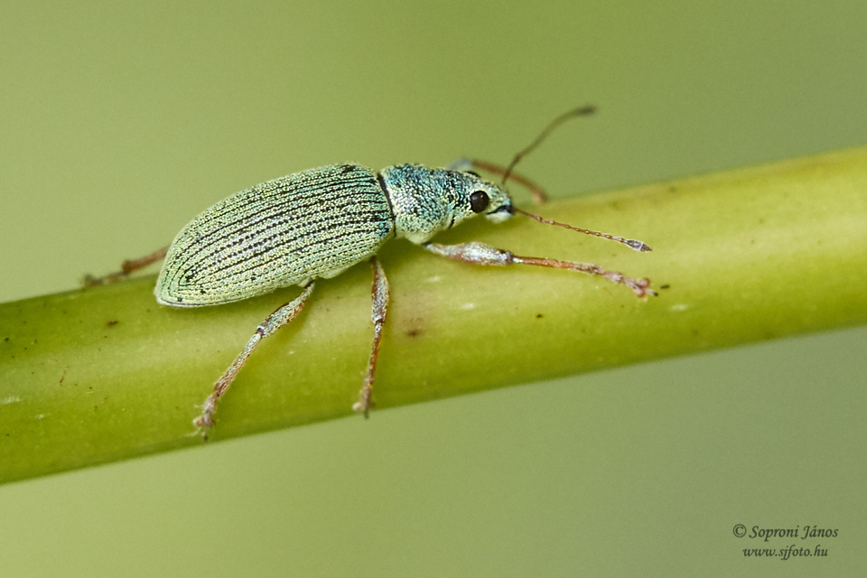 Polydrusus formosus - selymes lombormányos
