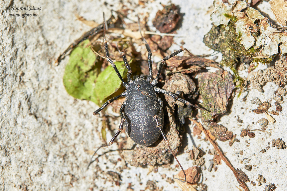 Egaenus convexus