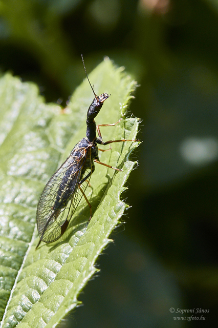 Raphidioptera - Tevenyakú-fátyolkák