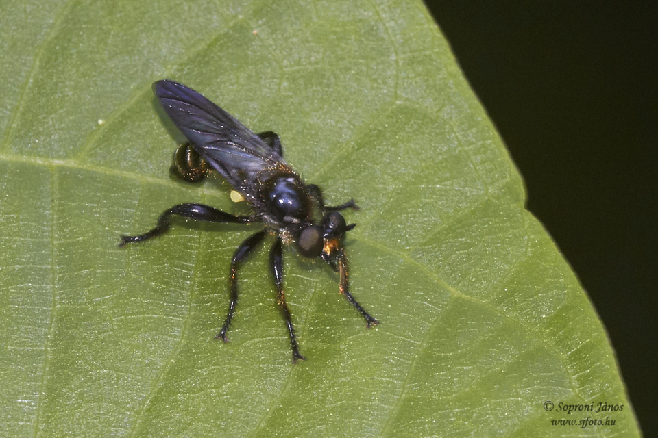 Choerades marginata
