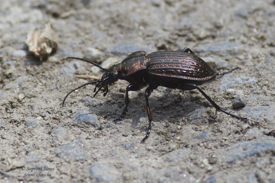 Carabus cancellatus - ragyás futrinka
