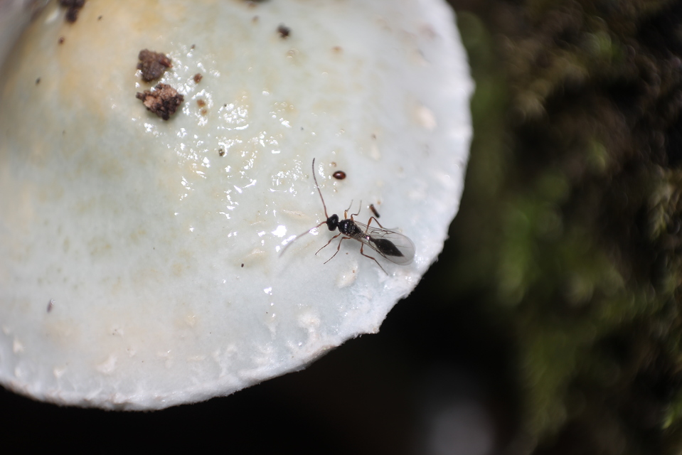 Proctotrupidae - valódi törpefürkészek