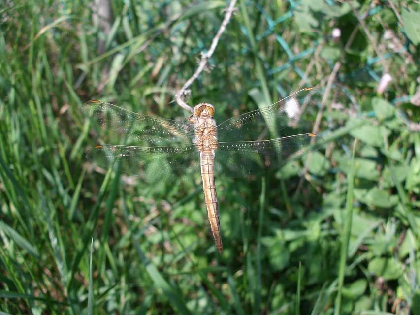 Orthetrum brunneum - pataki pásztorszitakötő