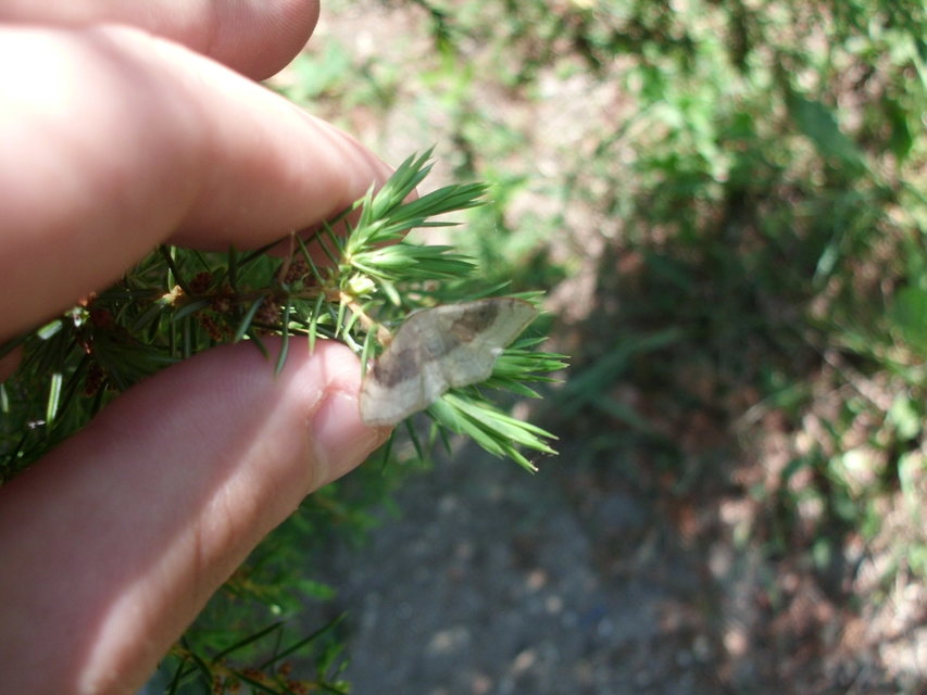 Idaea degeneraria - barnasávos araszoló