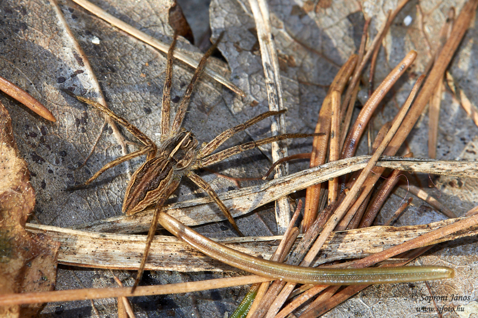 Pisaura mirabilis - csodáspók