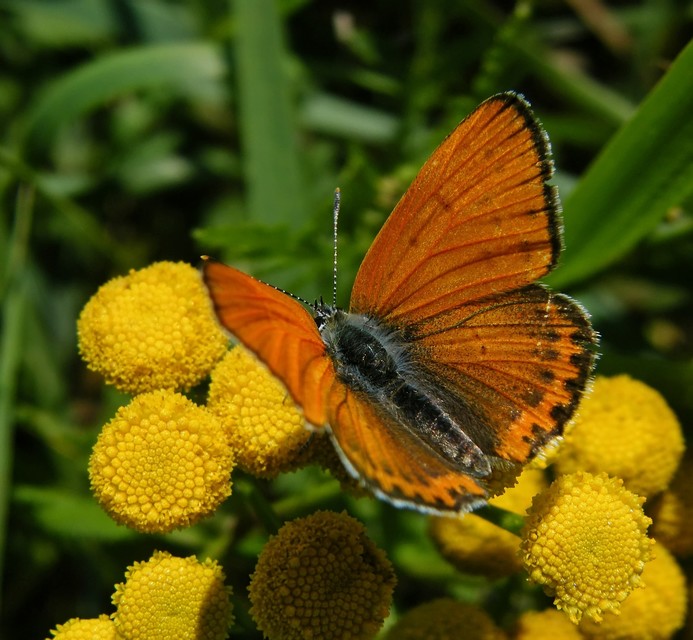 Lycaena thersamon - kis tűzlepke
