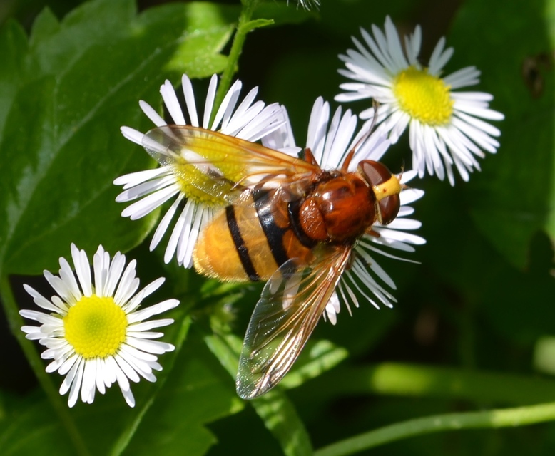 Volucella zonaria - kétöves pihelégy