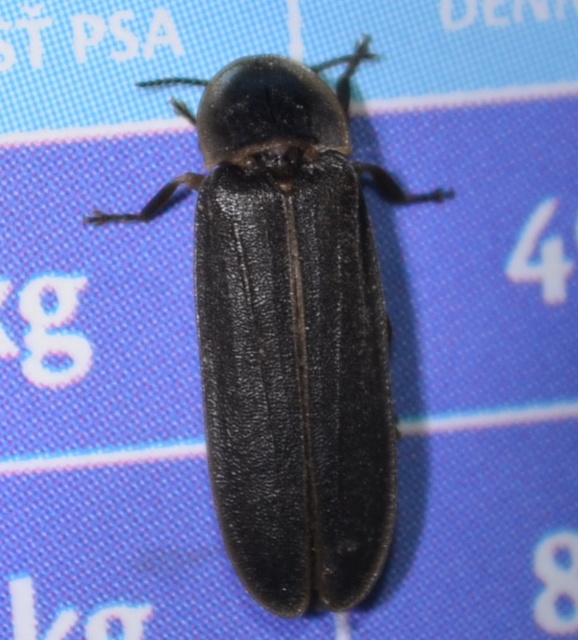 Lampyris noctiluca - nagy szentjánosbogár