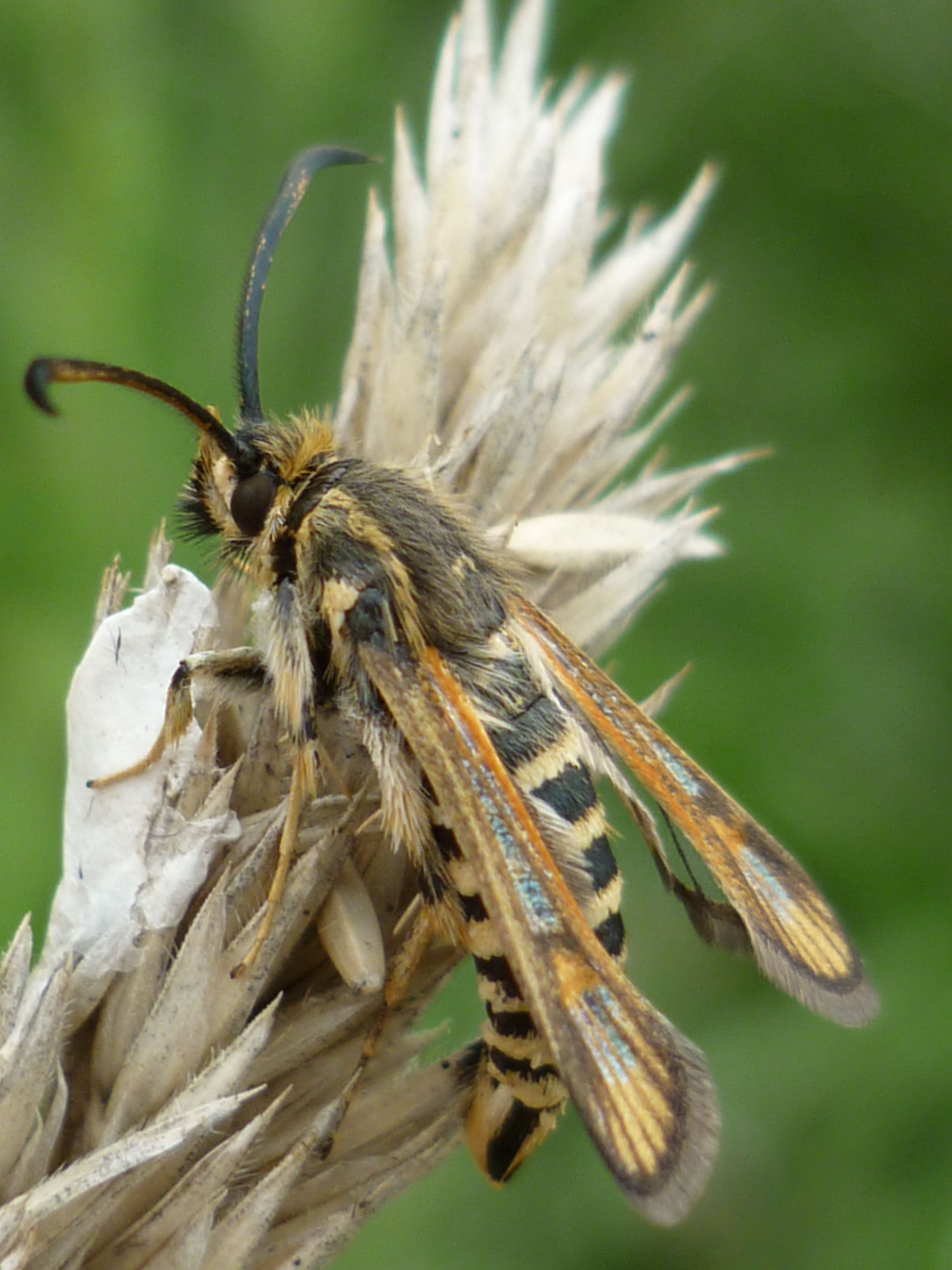 Bembecia uroceriformis - dárdahereszitkár