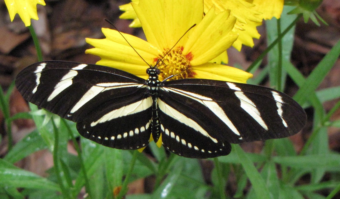 Heliconius charithonia - golgotavirág zebralepke