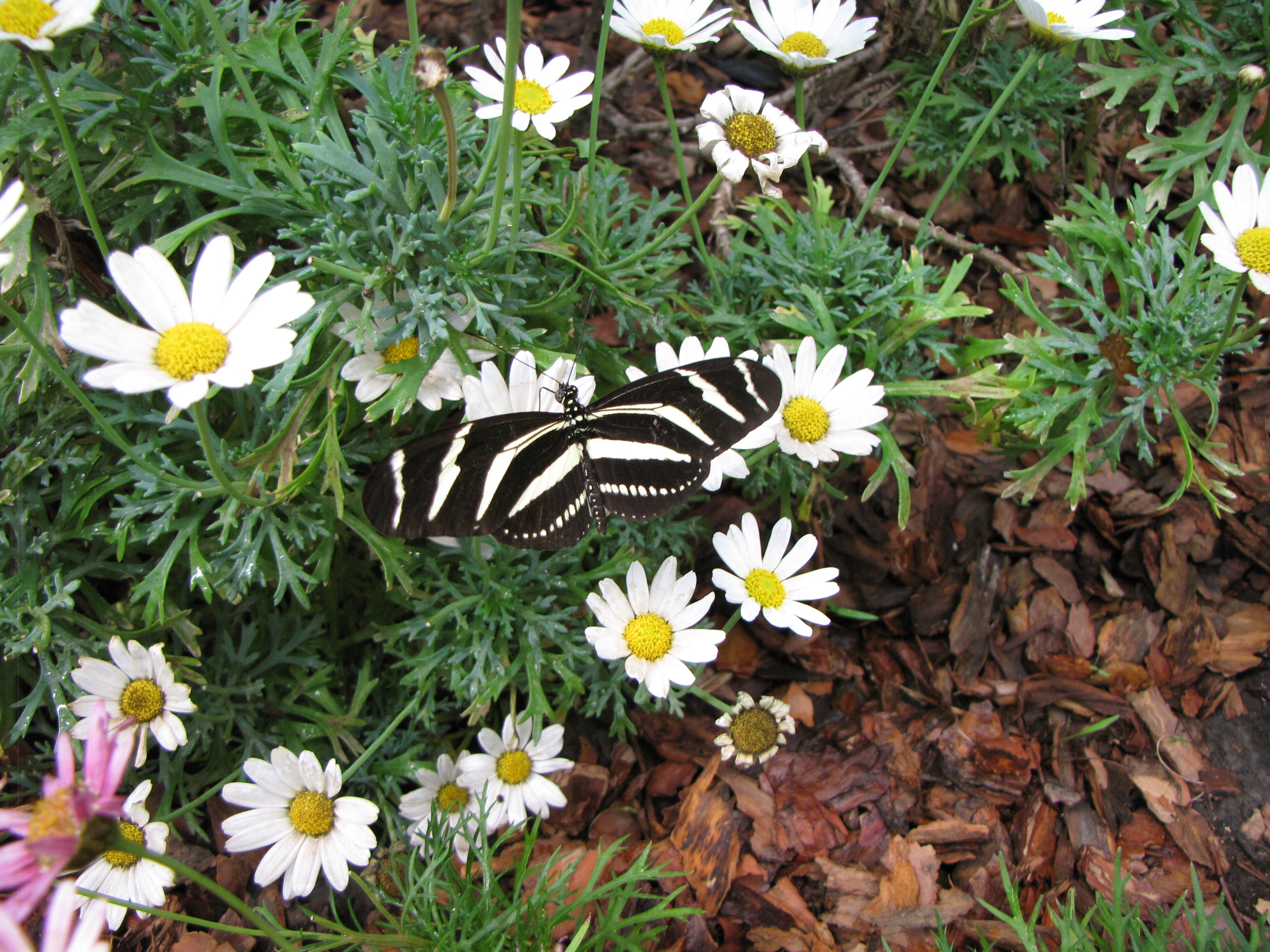 Heliconius charithonia - golgotavirág zebralepke