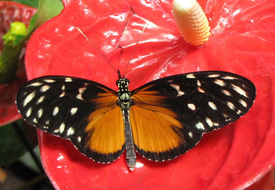 Heliconius hecale - hosszúszárnyú tigrislepke