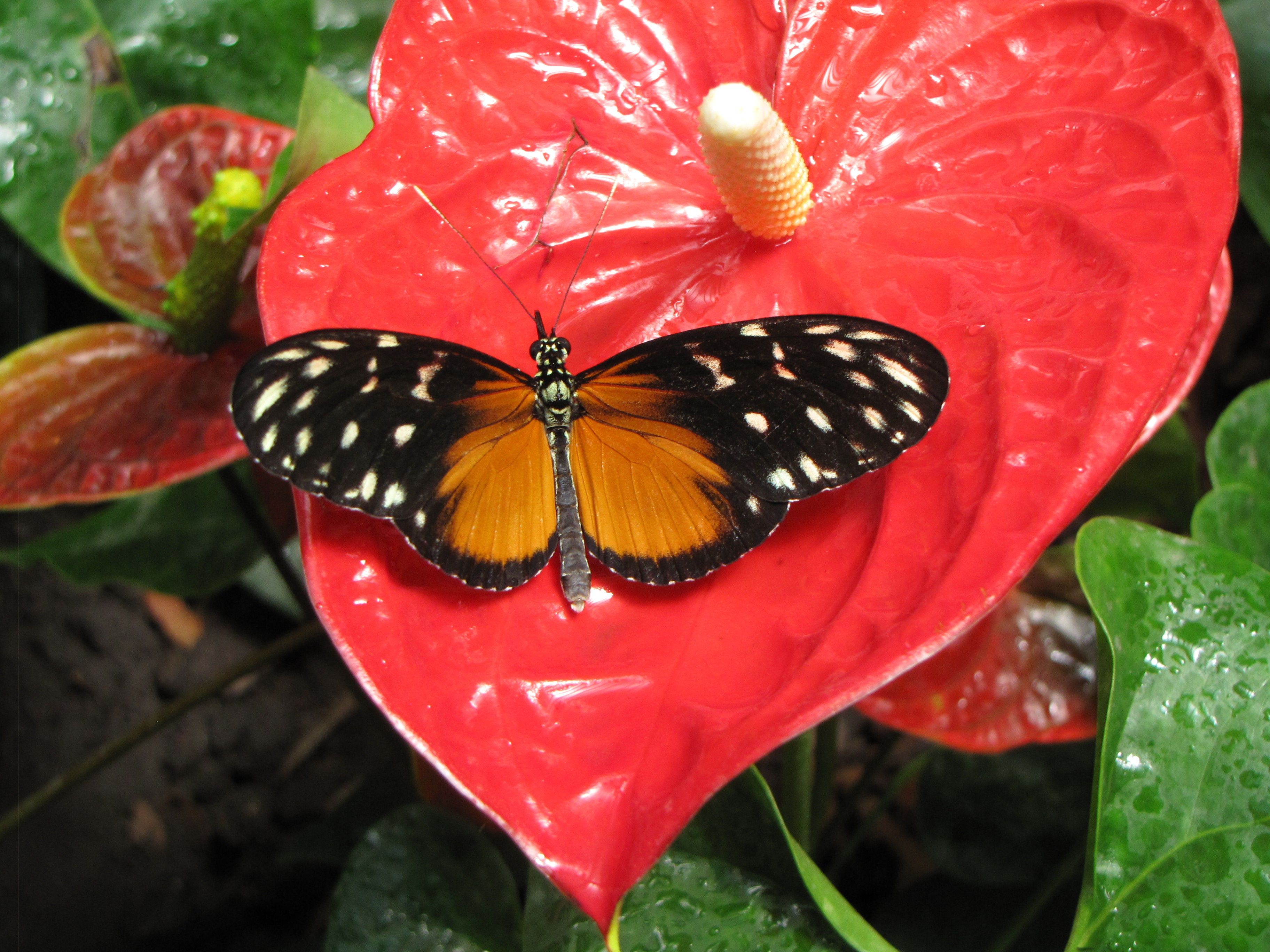 Heliconius hecale - hosszúszárnyú tigrislepke