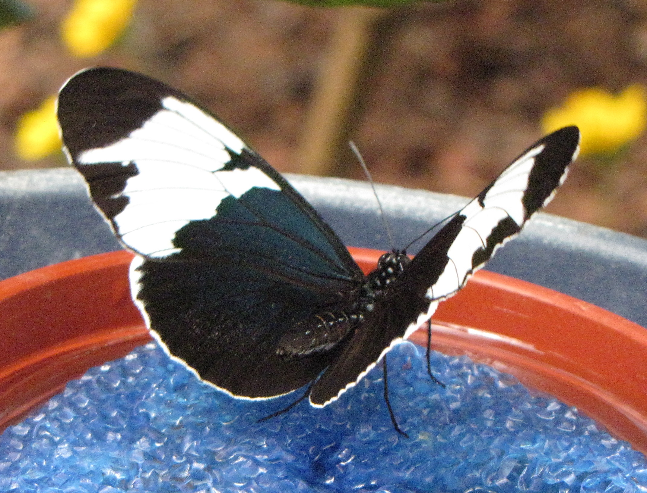 Heliconius sapho