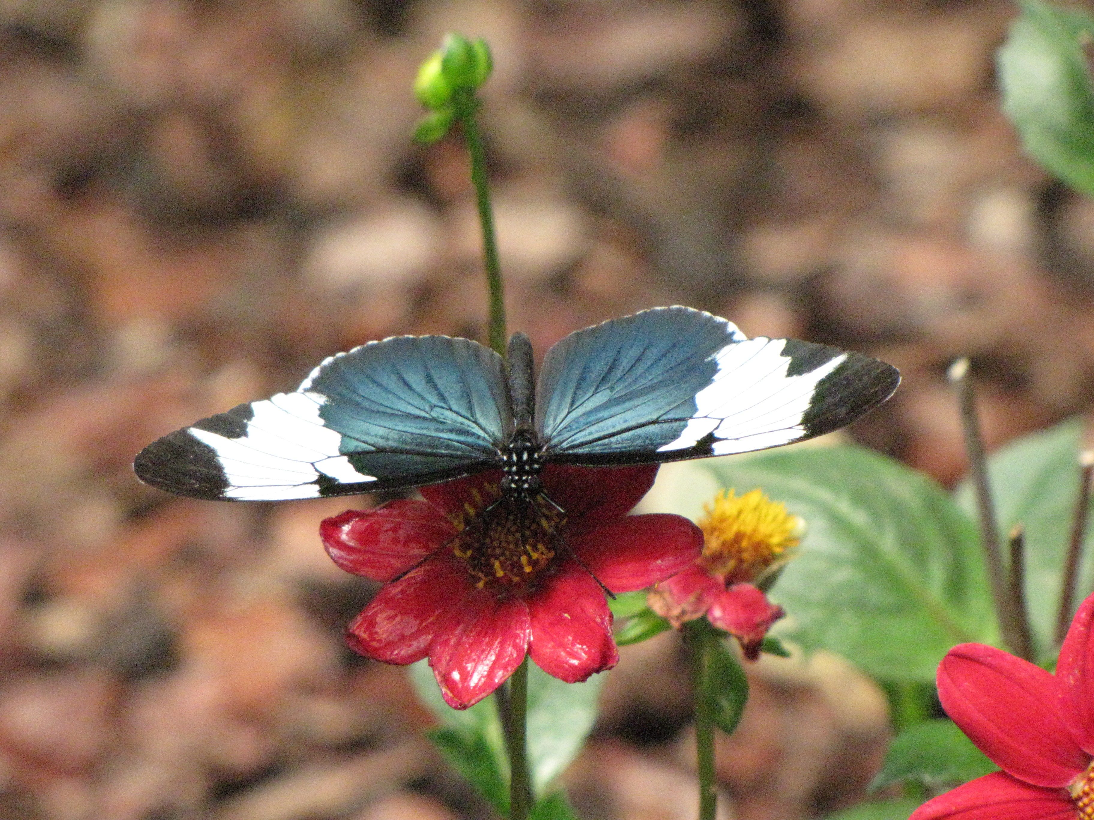 Heliconius sapho
