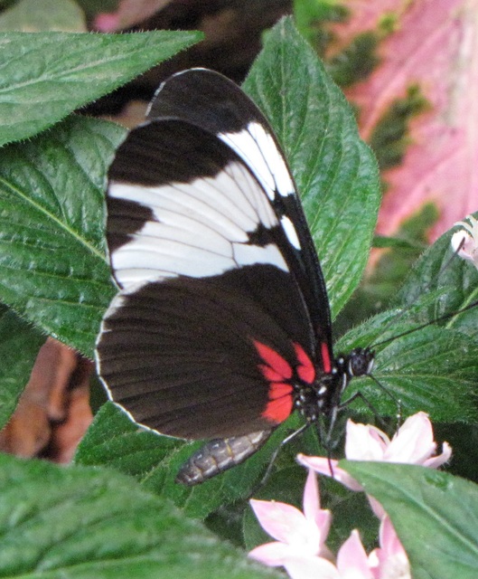 Heliconius sapho