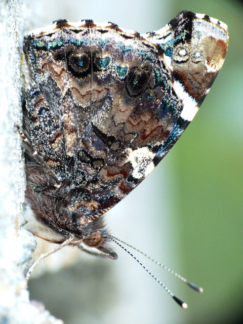 Vanessa atalanta - atalantalepke
