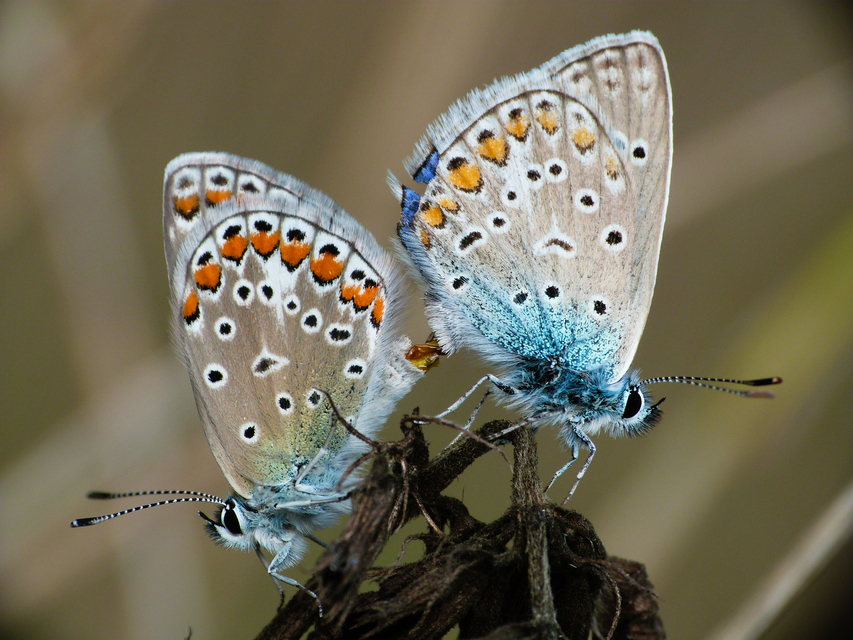 Polyommatus icarus - közönséges boglárka