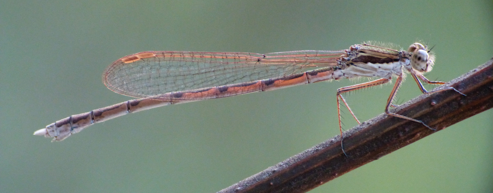 Sympecma fusca - téli rablószitakötő