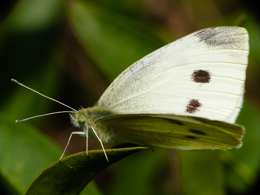 Pieris rapae - répalepke
