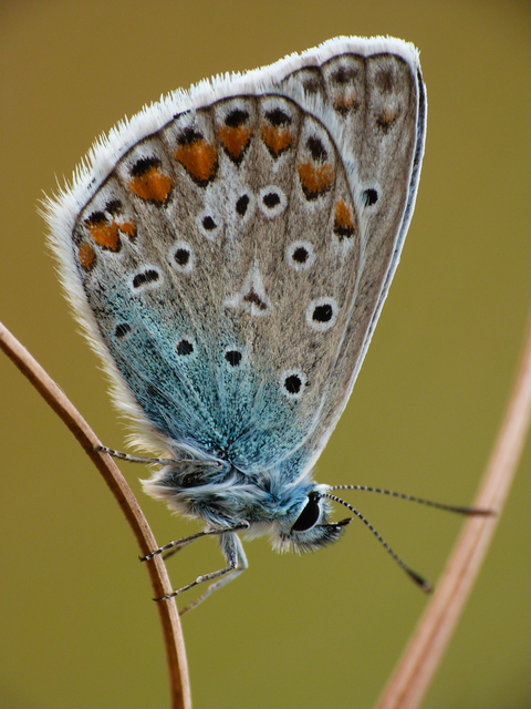 Polyommatus icarus - közönséges boglárka
