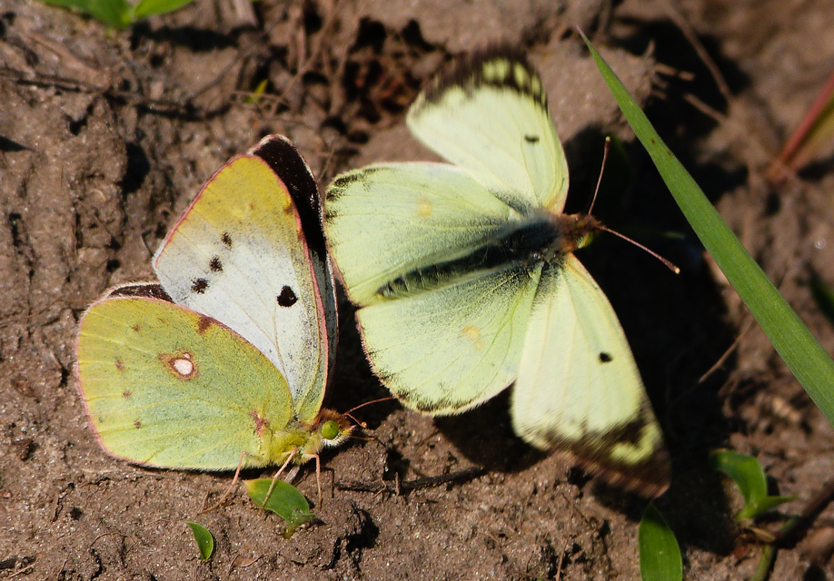 Colias hyale - kéneslepke