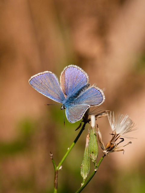 Polyommatus icarus - közönséges boglárka