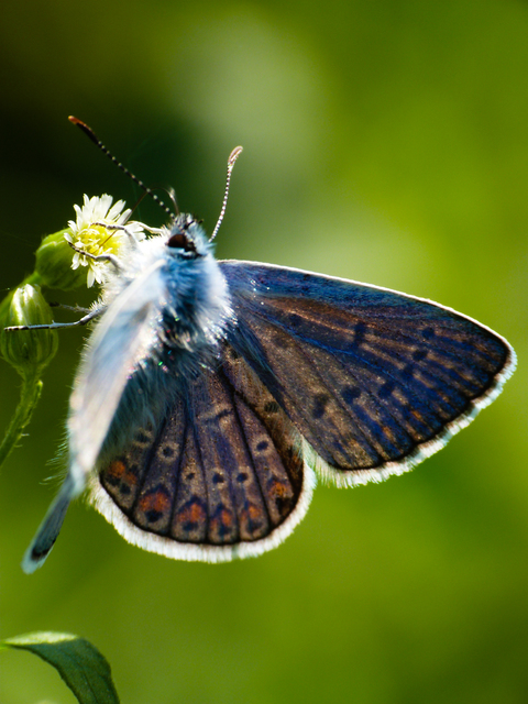 Polyommatus icarus - közönséges boglárka