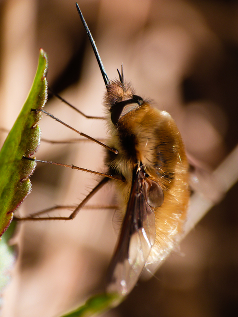 Bombylius major - szegélyes pöszörlégy
