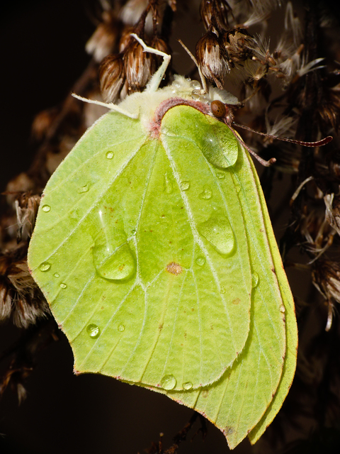 Gonepteryx rhamni - citromlepke