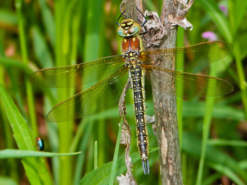 Brachytron pratense - szőrös karcsúacsa