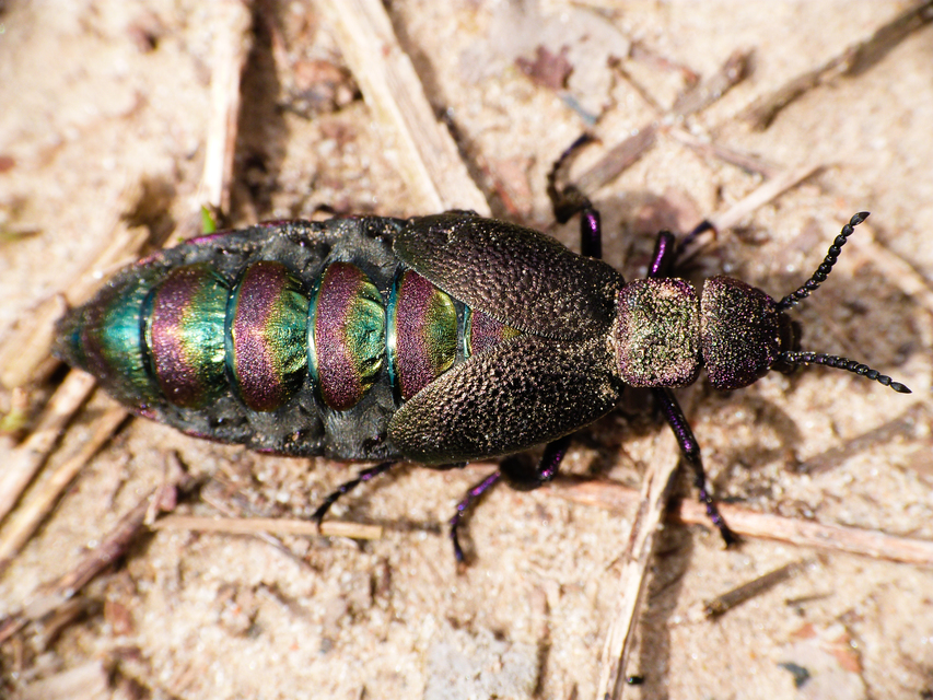Meloe variegatus - pompás nünüke