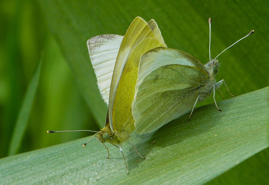 Pieris rapae - répalepke